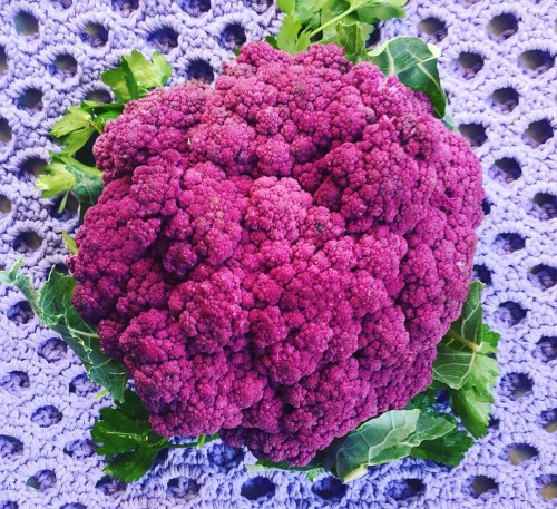 Cauliflower Rosamunde